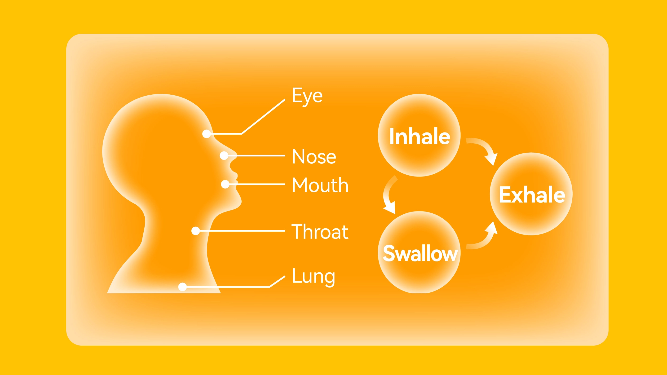 The Journey of Enhancing the Sensory Experience of Tobacco-Flavored Products at Zinwi Bio 